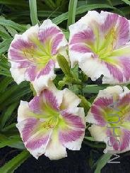 Hemerocallis 'Navajo Princess'.jpg