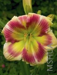 Hemerocallis 'Man on Fire'.jpg