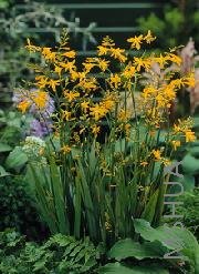 Crocosmia 'George Davison'.jpg