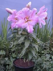 Lilium (Oriental Type) 'Little John'.jpg