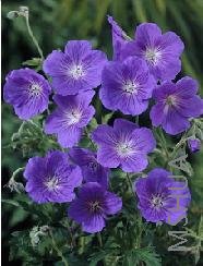 Geranium 'Orion'.jpg