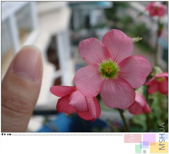 �Աߵ���ż�Ĵ�Ĵָ���Աȣ���ͦ��ģ�������Խ��Խ�������