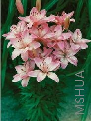Lilium (Asiatic Type) 'Petit Pink'.jpg