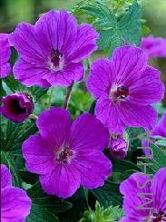 Geranium 'Tiny Monster'.jpg