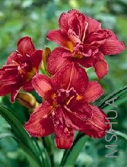 Hemerocallis 'Double Firecracker'.jpg