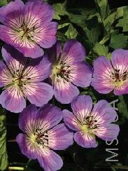 Geranium 'Sweet Heidy'.jpg