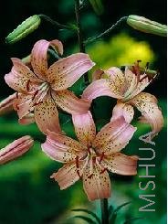 Lilium (Tigrinum Type) Pink.jpg