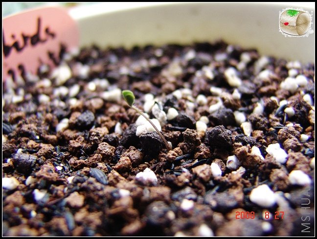 ����������Oxalis hybirds