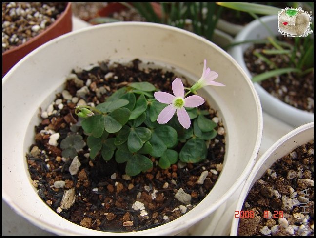 �Զ��˰�׳�ص�������...