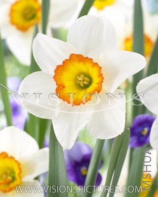 Flower Record1.jpg