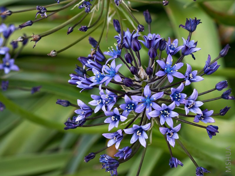 Scilla Peruviana2.jpg