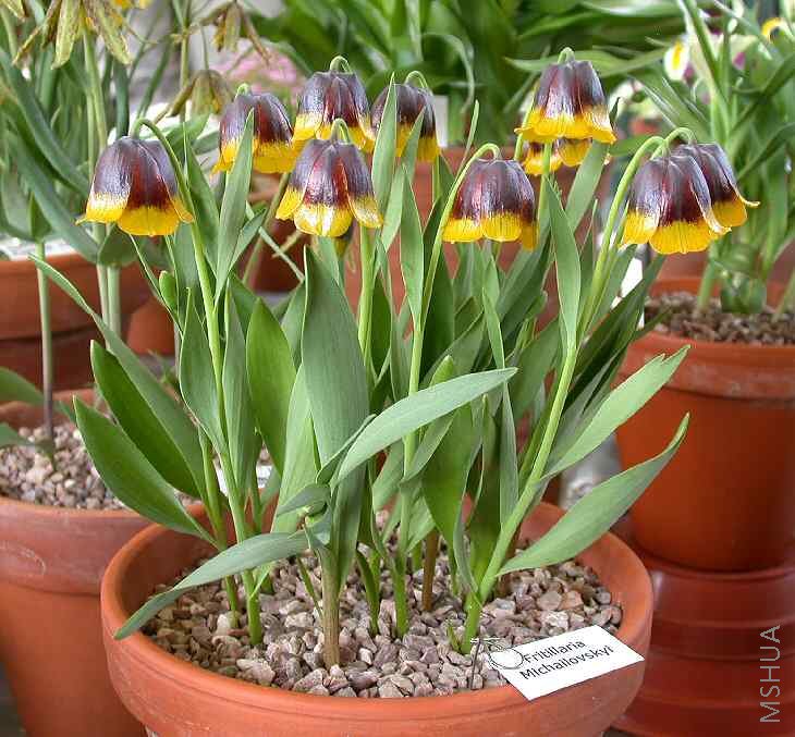 Fritillaria Michailovskyi.jpg