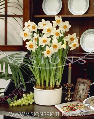 Flower Record3.jpg