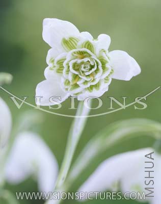 Nivalis Flore Pleno3.jpg