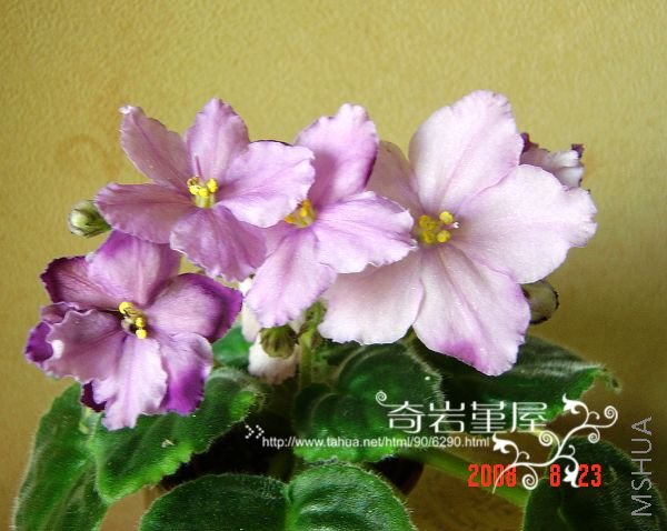 369   Louisiana Lullaby