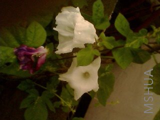 IMG0030A.jpg