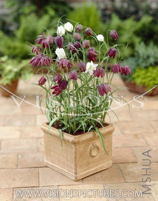 Meleagris mixed3.jpg