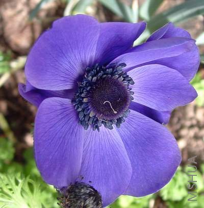 Anemone de caen.jpg
