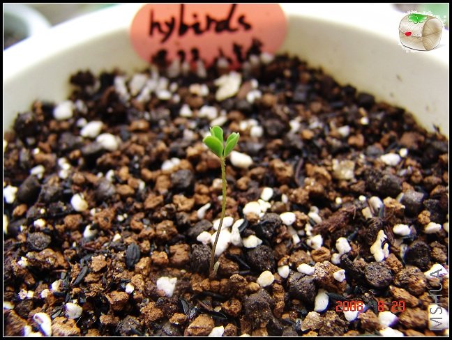 Oxalis hybirds ...������ȫչ��