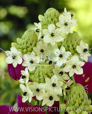 Arabicum3.jpg