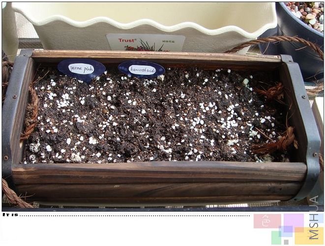 �����ˡ�����parma pink��haworthioides���ǳ�ѿ��һ������ݲ����µ�