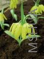 Fritillaria Golden Flag1.jpg