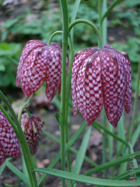 Fritillaria meleagris.jpg