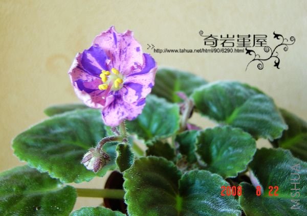 ����142-- Playful Spectrum