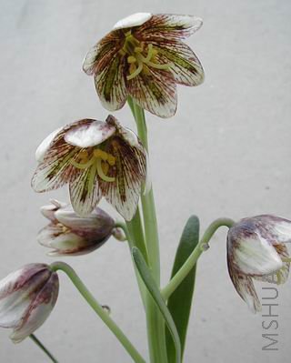 Fritillaria Martha roderick.jpg
