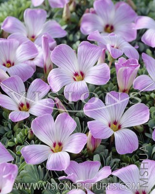 adenophylla1.jpg