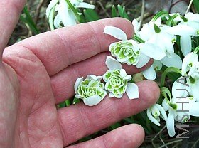 Galanthus Nivalis Flore Pleno.jpg