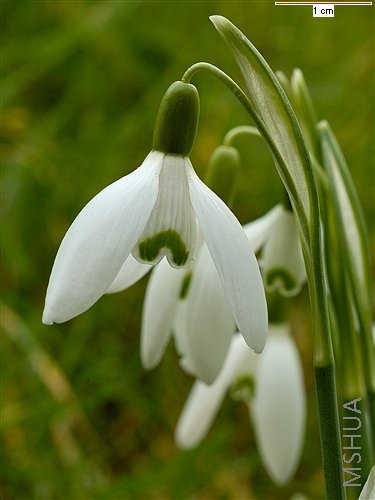 Galanthus Nivalis2.jpg