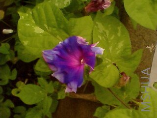 IMG0031A.jpg
