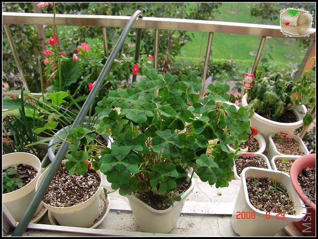 ��G4��������,����