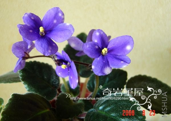  Ness Blue berry Puff