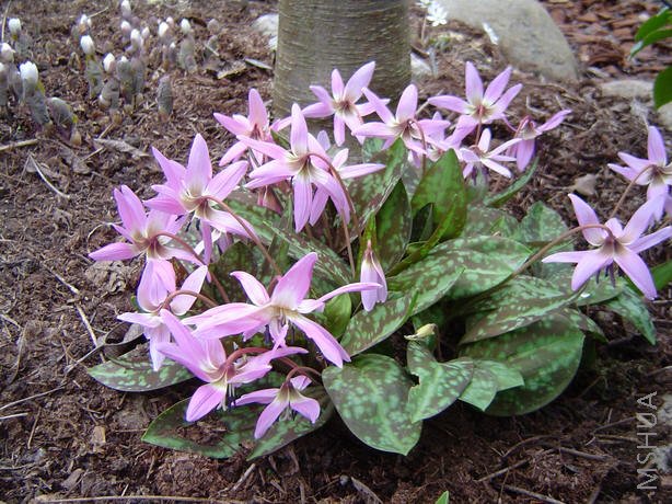 Erythronium dens-canis.jpg