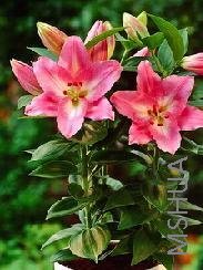 Lilium_(Oriental_Type)_&_039.jpg