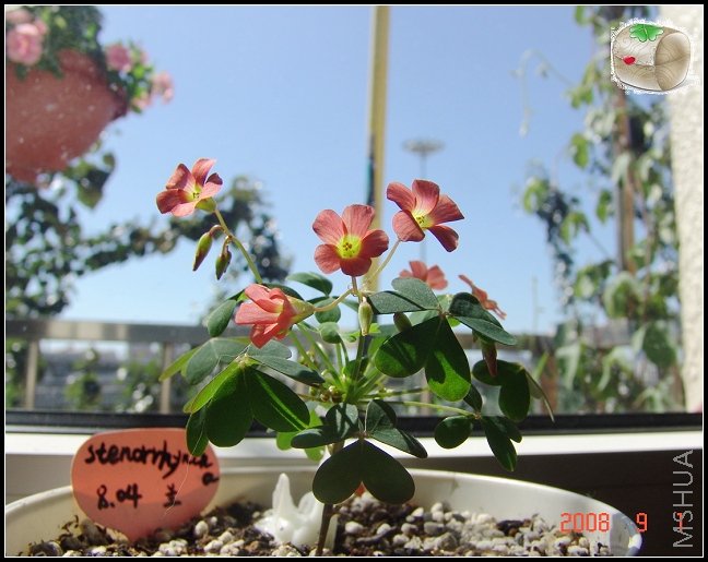 oxalis stenorrhyncha ����~~