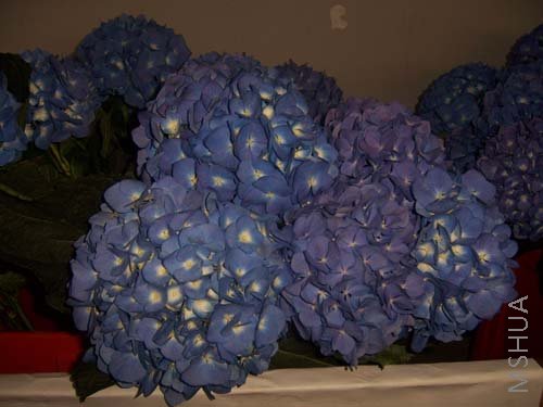 100_3955.JPG