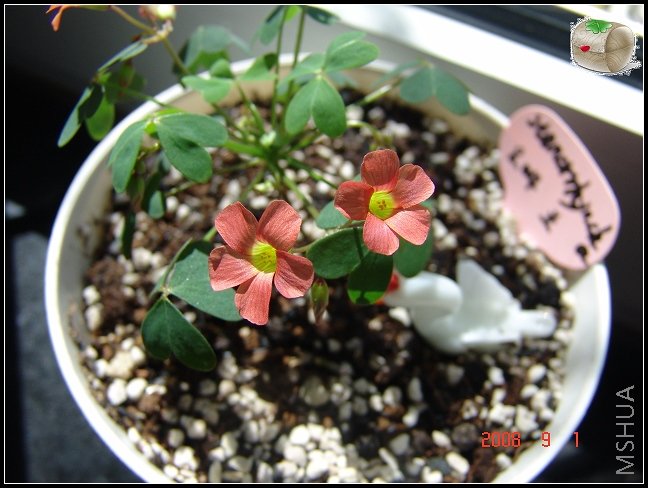 oxalis stenorrhyncha ��ĺ���...