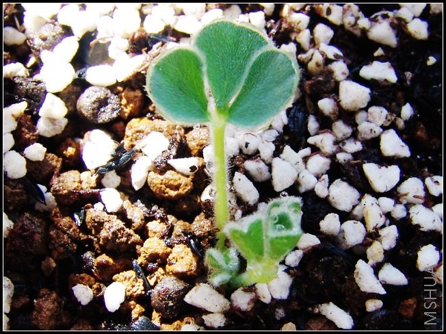 Oxalis melanosticta 'Ken Aslet'