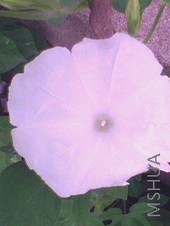 IMG0470A.jpg