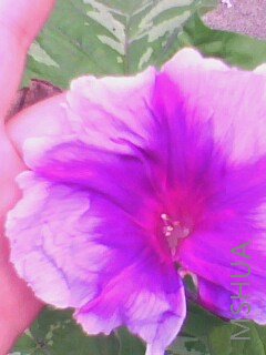 IMG0469A.jpg