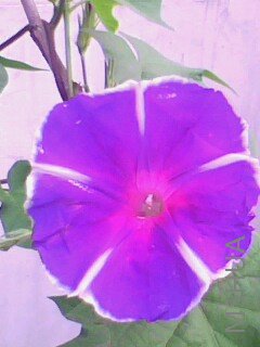 IMG0468A.jpg