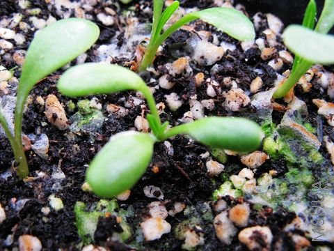 �����������Ҷ����û�����ң��˼���Ҷ��һƬƬð�ģ�����...