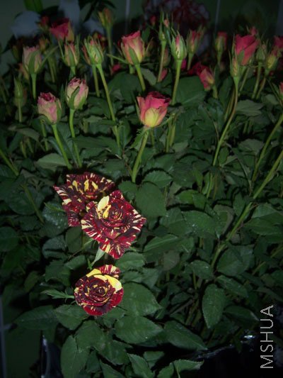 100_3996.JPG