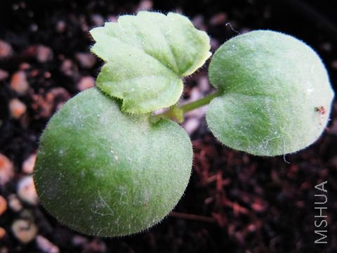 ����һ��С��