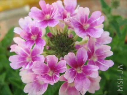 ���� 1113.jpg