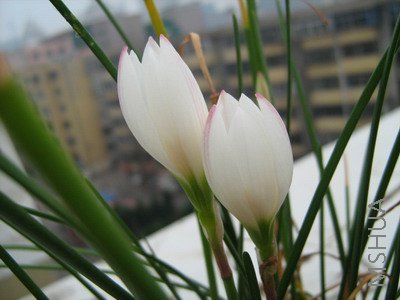 ���� 1490.jpg