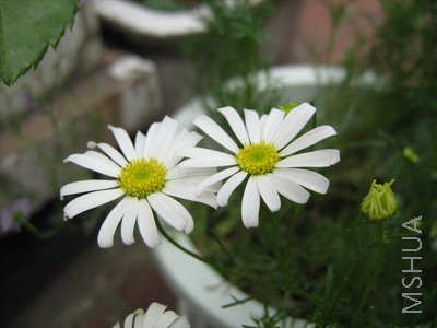 ���� 1675.jpg